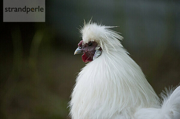 Nahaufnahme eines Seidenhuhns (Gallus gallus Domesticus); Murdock  Nebraska  Vereinigte Staaten von Amerika