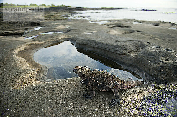 Meeresleguan (Amblyrhynchus cristatus) auf der Insel Santiago im Galapagos-Nationalpark; Insel Santiago  Galapagos-Inseln  Ecuador