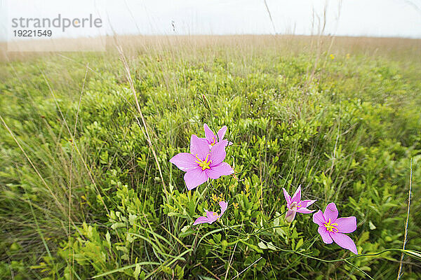 Großblütiger Rosenenzian (Sabatia grandiflora) im Kissimmee Prairie Preserve State Park in Florida  USA; Okeechobee  Florida  Vereinigte Staaten von Amerika