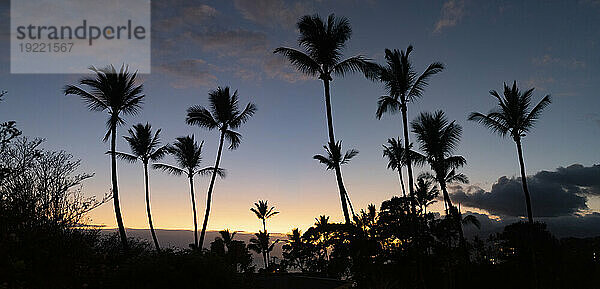 Palmen  die sich im Schein der Dämmerung vor einem blauen Himmel abheben  Kamaole 2 Beach; Kihei  Maui  Hawaii  Vereinigte Staaten von Amerika