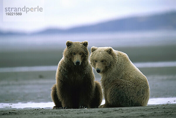 Zwei Grizzlybärenjunge (Ursus arctos horribilis) sitzen zusammen entlang der Hallo Bay im Katmai National Park and Preserve  Alaska  USA; Alaska  Vereinigte Staaten von Amerika