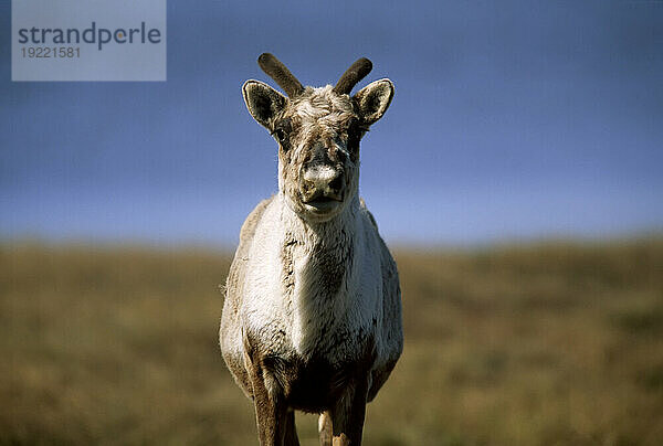 Nahaufnahme eines Karibu-Weibchens (Rangifer tarandus)  das in die Kamera blickt; North Slope  Alaska  Vereinigte Staaten von Amerika