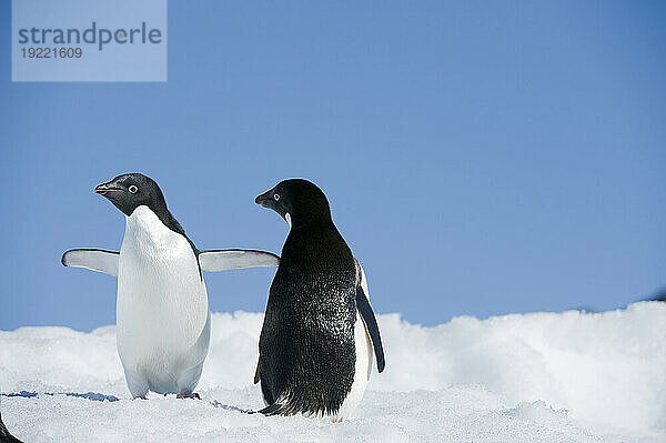 Zwei Adeliepinguine (Pygoscelis adeliae) auf der Antarktischen Halbinsel; Antarktis