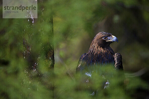 Porträt eines Steinadlers (Aquila chrysaetos) im Alaska Raptor Rehabilitation Center  Sitka  Alaska  USA; Sitka  Alaska  Vereinigte Staaten von Amerika