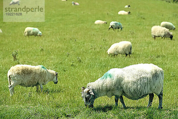 Schafherde (Ovis aries) weidet auf einem Feld; Dingle-Halbinsel  Irland