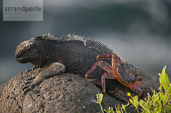 Rote Felsenkrabbe (Grapsus grapsus) klettert auf einen Meerechsen (Amblyrhynchus Cristatus) im Galapagos-Inseln-Nationalpark; North Seymour Island  Galapagos-Inseln  Ecuador