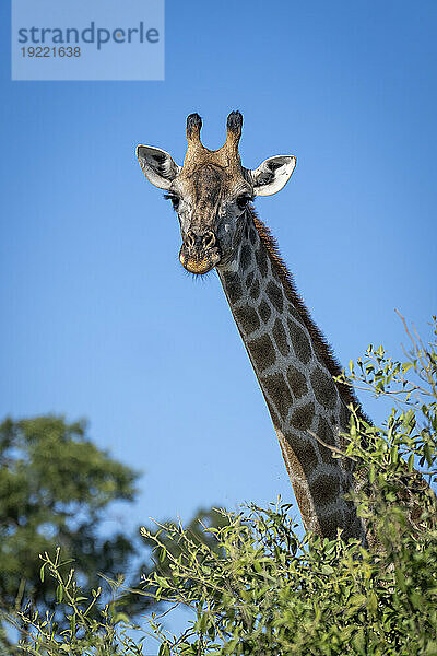 Nahaufnahmeporträt einer Südlichen Giraffe (Giraffa giraffa)  die vor einem strahlend blauen Himmel über einen Busch in Richtung Kamera blickt; Chobe-Nationalpark  Botswana