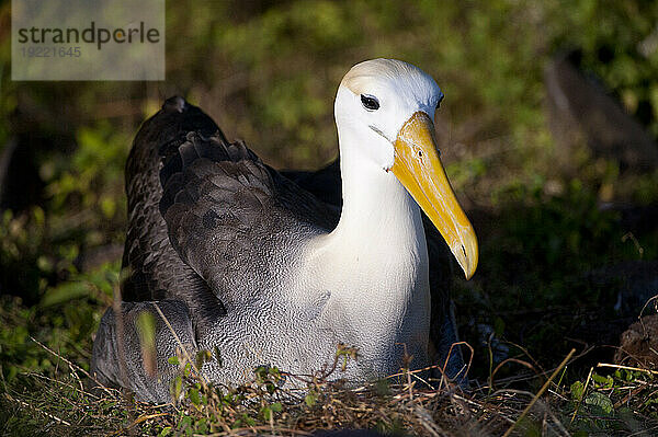 Vom Aussterben bedrohter Wellenalbatros (Phoebastria irrorata) auf der Insel Espanola im Galapagos-Nationalpark; Insel Espanola  Galapagos-Inseln  Ecuador