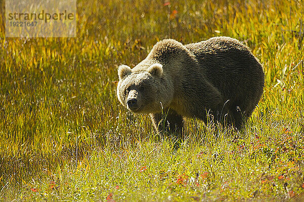 Sibirischer Braunbär (Ursus arctos beringianus) in einem blühenden Feld; Kronotsky Zapovednik  Kamtschatka  Russland