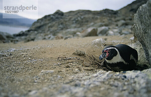 Humboldt- oder Peruanischer Pinguin (Spheniscus humboldti) nistet im Schatten eines Felsens im Nationalpark Pan de Azucar; Chile