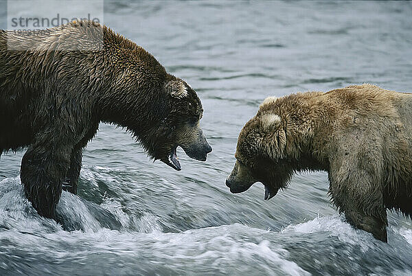 Zwei Grizzlybären (Ursus arctos horribilis) stehen sich mit offenem Maul im Wasser gegenüber. Die Bären konkurrieren um ein erstklassiges Angelgebiet: Brooks Falls  Katmai-Nationalpark und -Reservat  Alaska  USA; Alaska  Vereinigte Staaten von Amerika