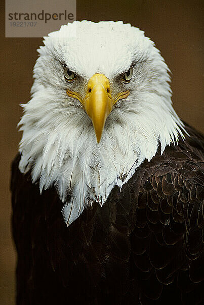 Porträt eines Weißkopfseeadlers (Haliaeetus leucocephalus); Alaska  Vereinigte Staaten von Amerika