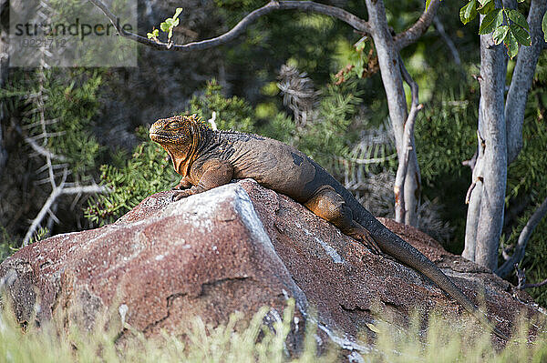 Nahaufnahme eines Galapagos-Landleguans (Conolophus subcristatus) im Galapagos-Inseln-Nationalpark; North Seymour Island  Galapagos-Inseln  Ecuador