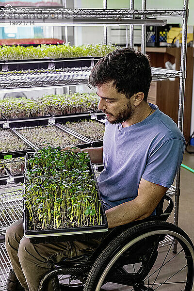 Geschäftsinhaber im Rollstuhl inspiziert unter Beleuchtung eine Vielzahl von Microgreens  die in Schalen wachsen; Edmonton  Alberta  Kanada