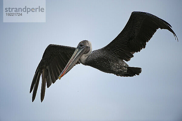 Brauner Pelikan (Pelecanus occidentalis) fliegt in einem blauen Himmel in der Nähe der Insel Santiago im Nationalpark der Galapagos-Inseln; Galapagos-Inseln  Ecuador