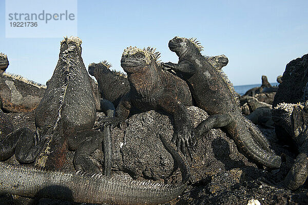 Seltene Meeresleguane (Amblyrhynchus cristatus) wärmen sich auf Lavasteinen auf den Galapagosinseln  Galapagos-Inseln-Nationalpark; Insel Fernandina  Galapagos-Inseln  Ecuador