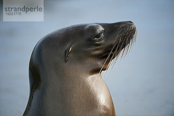 Kopf des vom Aussterben bedrohten Galapagos-Seelöwen (Zalophus wollebaeki) im Galapagos-Inseln-Nationalpark; Insel Santiago  Galapagos-Inseln  Ecuador