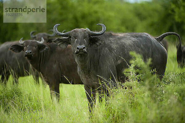 Kapbüffel (Syncerus caffer) in den Ebenen des Queen-Elizabeth-Nationalparks; Uganda