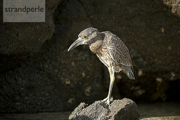 Gelbkronen-Nachtreiher (Nyctanassa violacea) thront auf einem Felsen im Sonnenlicht im Galapagos-Inseln-Nationalpark; Genovesa-Insel  Galapagos-Inseln  Ecuador