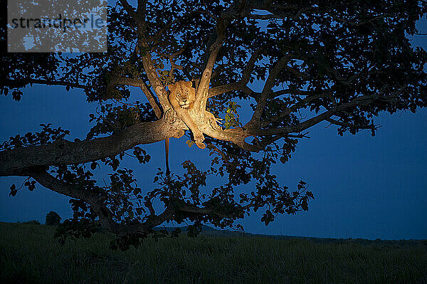 Afrikanischer Löwe (Panthera leo) klettert nachts auf einen Baum  um zu schlafen  während ein Licht den ruhenden Löwen beleuchtet  Queen-Elizabeth-Nationalpark; Uganda