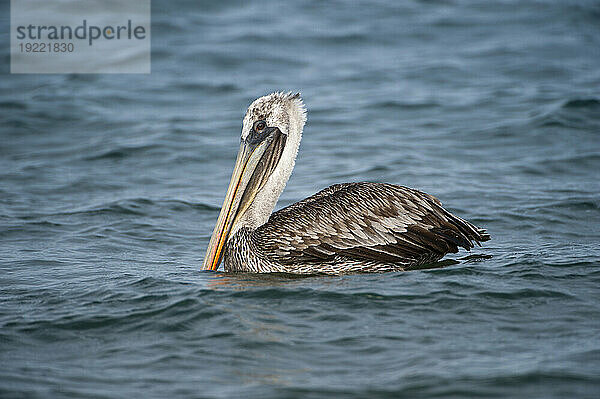 Brauner Pelikan (Pelecanus occidentalis) schwimmt in Gewässern in der Nähe der Insel Santiago im Nationalpark der Galapagos-Inseln; Galapagos-Inseln  Ecuador