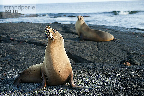 Gefährdete Galapagos-Seelöwen (Zalophus wollebaeki) auf der Insel Fernandina im Nationalpark der Galapagos-Inseln; Insel Fernandina  Galapagos-Inseln  Ecuador