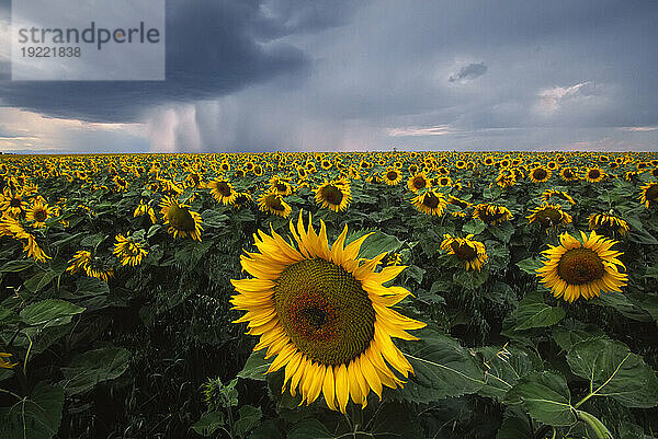 Sonnenblumenfeld unter einem dunklen  stürmischen  wolkenverhangenen Himmel; Denton  Montana  Vereinigte Staaten von Amerika