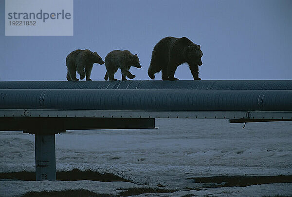 Grizzlybärenmutter (Ursus arctos horribilis) spaziert mit ihren Jungen entlang der Ölpipeline; Prudhoe Bay  Alaska  Vereinigte Staaten von Amerika