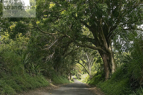 Malerische Aussicht durch den Wald auf einer schmalen Straße entlang der Straße nach Hana  malerische Route; Maui  Hawaii  Vereinigte Staaten von Amerika