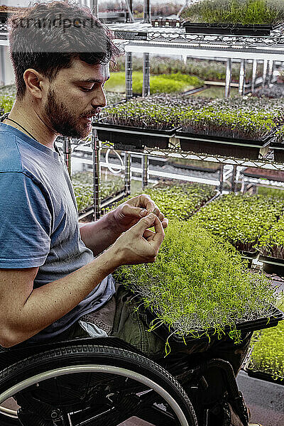 Geschäftsinhaber im Rollstuhl inspiziert unter Beleuchtung eine Vielzahl von Microgreens  die in Schalen wachsen; Edmonton  Alberta  Kanada