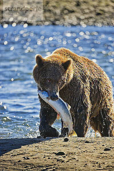 Braunbär der Alaska-Halbinsel (Ursus arctos gyas) mit Lachs in der Hallo Bay im Katmai National Park and Preserve  Alaska  USA; Alaska  Vereinigte Staaten von Amerika