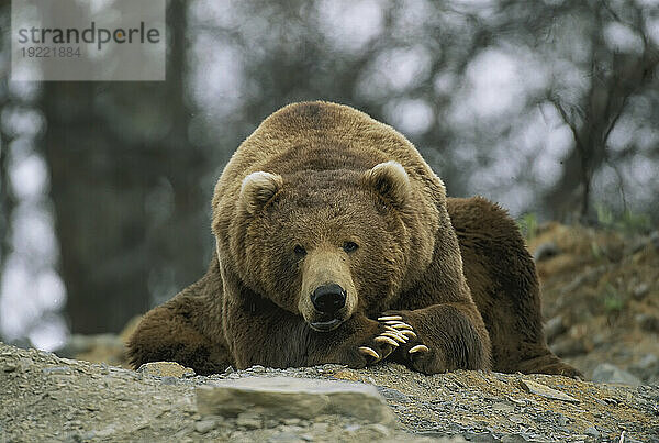 Grizzlybär (Ursus arctos horribilis) ruht auf dem Boden am Rande der Larson Bay-Mülldeponie; Larson Bay  Alaska  Vereinigte Staaten von Amerika