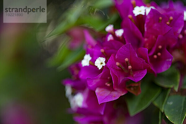 Nahaufnahme einer Fuchsia Bougainvillea-Pflanze in Kihei; Maui  Hawaii  Vereinigte Staaten von Amerika