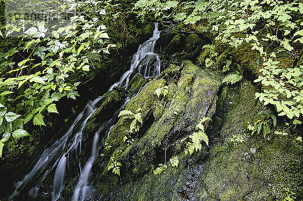 Wasserfall fließt über moosige Felsen und Laub auf dem Deer Mountain Trail  Alaska  USA; Ketchican  Alaska  Vereinigte Staaten von Amerika