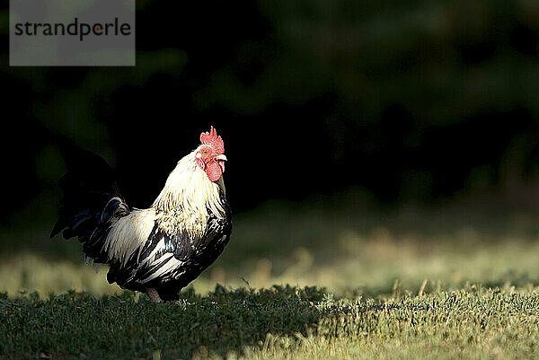 Porträt eines Huhns (Gallus gallus Domesticus)  das auf Gras auf einer Schweinefarm steht; Greenleaf  Kansas  Vereinigte Staaten von Amerika