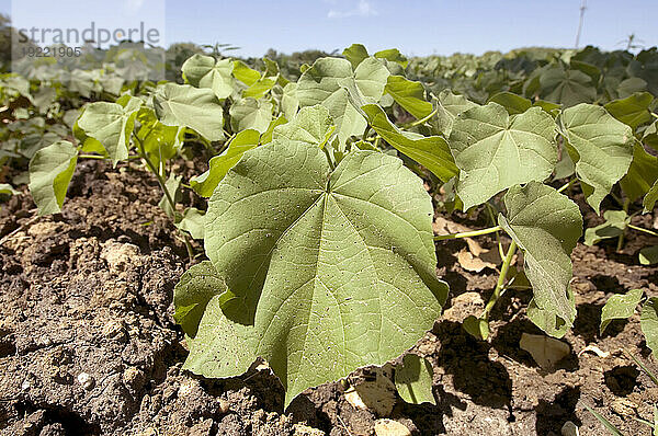 Sojabohnenfeld (Glycine max) im Sonnenlicht; Bennet  Nebraska  Vereinigte Staaten von Amerika