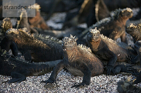 Meeresleguane (Amblyrhynchus cristatus) auf der Insel Fernandina im Galapagos-Nationalpark; Insel Fernandina  Galapagos-Inseln  Ecuador