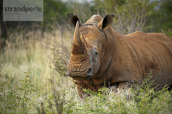 Südliches Breitmaulnashorn (Ceratotherium simum) im Madikwe Game Preserve; Südafrika