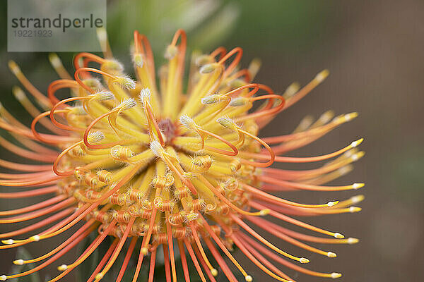 Nahaufnahme einer gelb-orangen Pflanze  Leucospermum  Proteaceae  allgemein bekannt als Pincushion Protea  auf der AKL Lavendelfarm im Landesinneren; Upcountry Maui  Maui  Hawaii  Vereinigte Staaten von Amerika