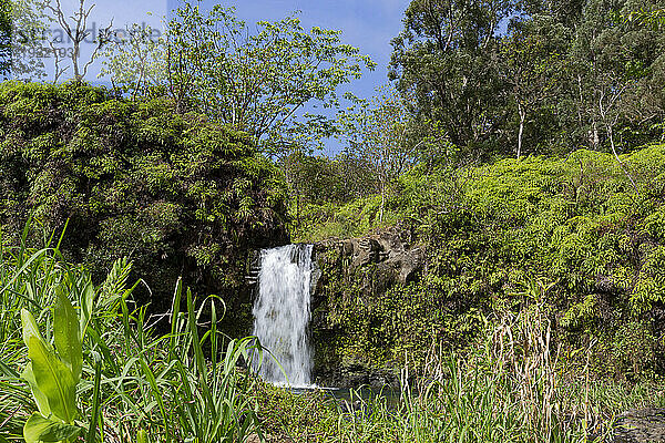 Üppige Vegetation und kaskadierender Wasserfall entlang der Straße nach Hana  malerische Route; Maui  Hawaii  Vereinigte Staaten von Amerika