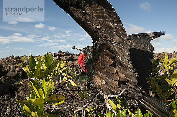 Großer Fregattvogel (Fregata minderjährig) zeigt seinen roten Halssack  um ein Weibchen im Galapagos-Inseln-Nationalpark anzulocken; Genovesa-Insel  Galapagos-Inseln  Ecuador