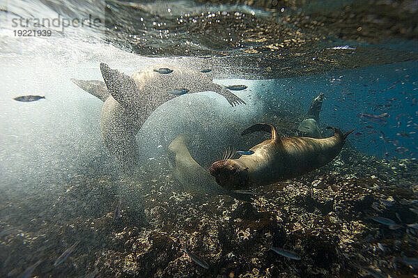 Gefährdete Galapagos-Seelöwen (Zalophus wollebaeki) tummeln sich und schwimmen im Pazifischen Ozean  in der Nähe der Insel Floreana im Nationalpark der Galapagos-Inseln; Insel Floreana  Galapagosinseln  Ecuador