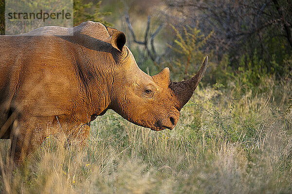 Südliches Breitmaulnashorn (Ceratotherium simum) im Madikwe Game Preserve; Südafrika