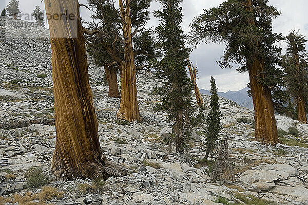 Unwegsames Gelände im King's Canyon National Park in Kalifornien  Kalifornien  USA; Kalifornien  Vereinigte Staaten von Amerika