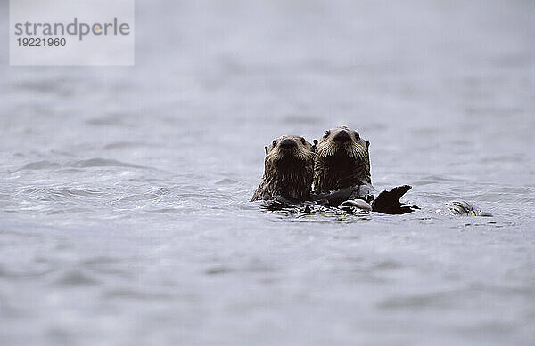 Ein Paar Seeotter (Enhydra lutris)  das in den Gewässern vor der Insel Adak schwimmt; Adak Island  Alaska  Vereinigte Staaten von Amerika