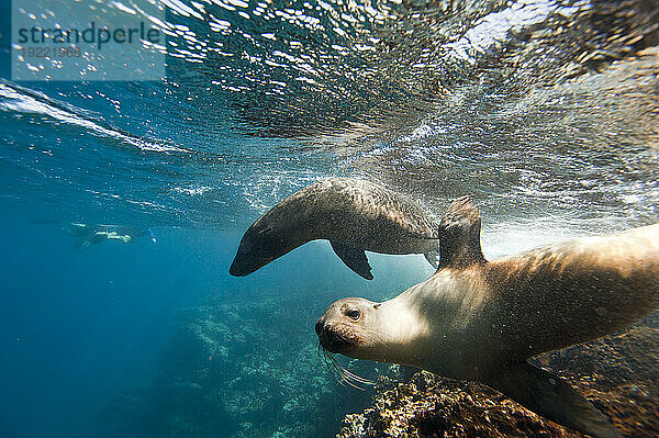 Gefährdete Galapagos-Seelöwen (Zalophus wollebaeki) schwimmen unter Wasser im Pazifischen Ozean  in der Nähe der Insel Floreana im Galapagos-Nationalpark; Insel Floreana  Galapagosinseln  Ecuador