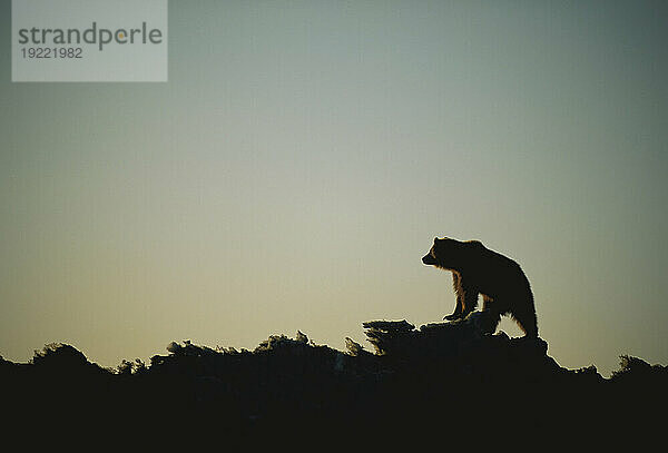 Silhouette eines Grizzlybären (Ursus arctos horribilis) auf einem Eisberg; Prudhoe Bay  Alaska  Vereinigte Staaten von Amerika