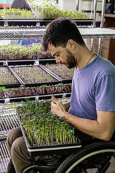 Geschäftsinhaber im Rollstuhl inspiziert unter Beleuchtung eine Vielzahl von Microgreens  die in Schalen wachsen; Edmonton  Alberta  Kanada