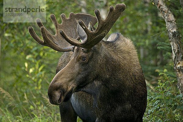 Porträt eines jungen männlichen Elchs (Alces alces)  gesehen auf der Ostseite von Anchorage  Alaska  USA.; Anchorage  Alaska  Vereinigte Staaten von Amerika