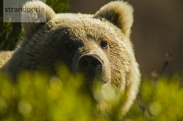 Porträt eines sibirischen Braunbären (Ursus arctos beringianus) in der Sonne; Kronotsky Zapovednik  Kamtschatka  Russland